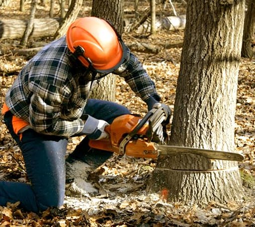 Tree Removal in Cameron Mills, NY